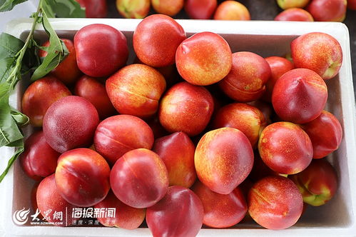 日照市食用農(nóng)產(chǎn)品合格證制度試行工作現(xiàn)場會在莒縣召開，助力批發(fā)環(huán)節(jié)質(zhì)量安全再上新臺階